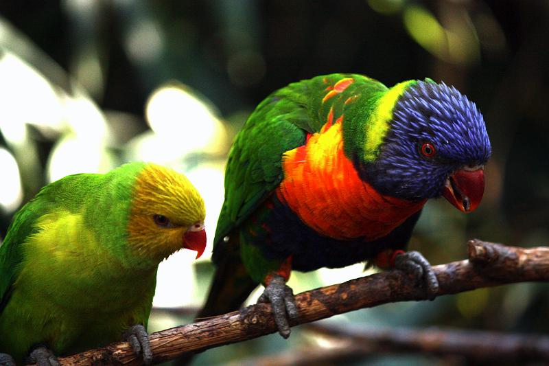 IMG_1652 copy.jpg - Conspiring (lorikeets)